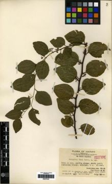 Type specimen at Edinburgh (E). Merrill, Elmer: 307. Barcode: E00275333.