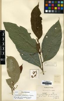 Type specimen at Edinburgh (E). Kerr, Arthur: 2439 A. Barcode: E00275336.