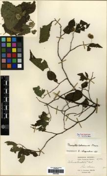 Type specimen at Edinburgh (E). Cavalerie, Pierre: 3784. Barcode: E00275340.