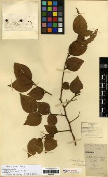 Type specimen at Edinburgh (E). Cavalerie, Pierre: 394. Barcode: E00275345.