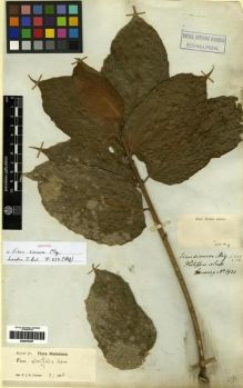 Type specimen at Edinburgh (E). Cuming, Hugh: 1921. Barcode: E00275357.