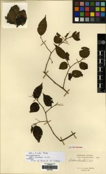 Type specimen at Edinburgh (E). Cavalerie, Pierre: 394. Barcode: E00275358.