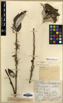 Type specimen at Edinburgh (E). Esquirol, Joseph: . Barcode: E00275361.