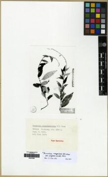 Type specimen at Edinburgh (E). Tsai, H.T.: 54176. Barcode: E00275362.