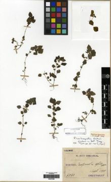 Type specimen at Edinburgh (E). Taquet, Emile: 6041. Barcode: E00275368.