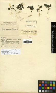 Type specimen at Edinburgh (E). Forrest, George: 4766. Barcode: E00275370.