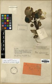 Type specimen at Edinburgh (E). Forrest, George: 4667. Barcode: E00275380.