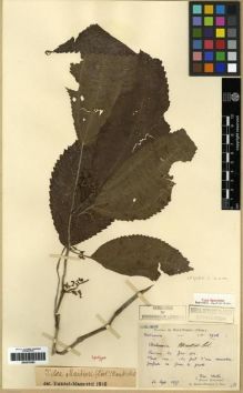 Type specimen at Edinburgh (E). Martin, Léon: 1902. Barcode: E00275382.