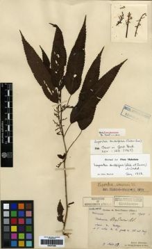Type specimen at Edinburgh (E). Bodinier, Emile: 1748. Barcode: E00275388.