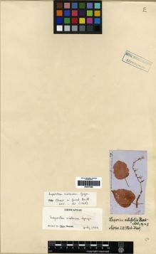 Type specimen at Edinburgh (E). Morse, A.: 218. Barcode: E00275389.