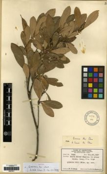 Type specimen at Edinburgh (E). Chun, Woon-Young: 5868. Barcode: E00275411.