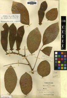 Type specimen at Edinburgh (E). Kerr, Arthur: 1733. Barcode: E00275440.