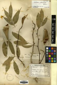 Type specimen at Edinburgh (E). Meebold, A.: 7823. Barcode: E00275442.