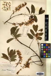 Type specimen at Edinburgh (E). Forrest, George: 1874. Barcode: E00275445.