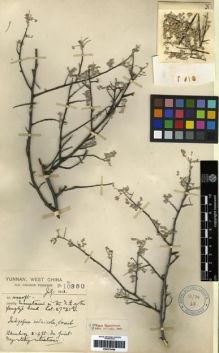Type specimen at Edinburgh (E). Forrest, George: 10350. Barcode: E00275456.