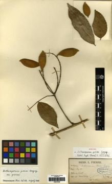 Type specimen at Edinburgh (E). Pierre, Jean: 1799. Barcode: E00275466.