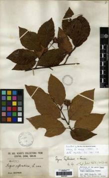 Type specimen at Edinburgh (E). Henry, Augustine: 6797. Barcode: E00275470.