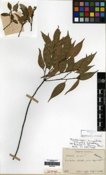 Type specimen at Edinburgh (E). Faurie, Urbain: 3681. Barcode: E00275472.