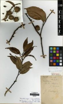 Type specimen at Edinburgh (E). Cavalerie, Pierre: 57. Barcode: E00275477.