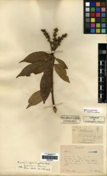 Type specimen at Edinburgh (E). Bodinier, Emile: . Barcode: E00275478.
