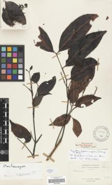 Type specimen at Edinburgh (E). Cavalerie, Pierre: 2341. Barcode: E00275486.