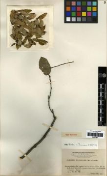 Type specimen at Edinburgh (E). Tsiang, Ying: 8610. Barcode: E00275491.