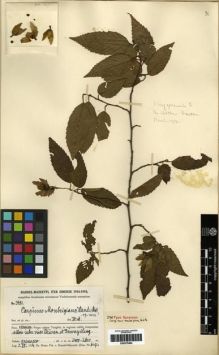 Type specimen at Edinburgh (E). Handel-Mazzetti, Heinrich: 3431. Barcode: E00275494.