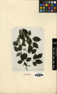 Type specimen at Edinburgh (E). Fang, W.: 4245. Barcode: E00275497.