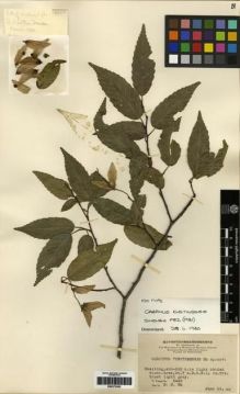 Type specimen at Edinburgh (E). Tsiang, Ying: 5440. Barcode: E00275502.