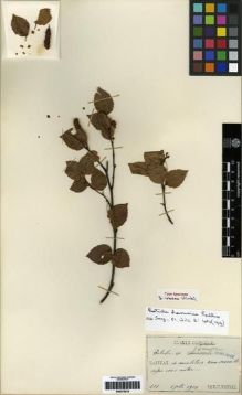 Type specimen at Edinburgh (E). Faurie, Urbain: 601. Barcode: E00275510.