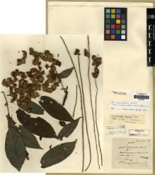 Type specimen at Edinburgh (E). Maire, Edouard-Ernest: . Barcode: E00275525.