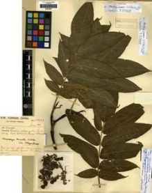 Type specimen at Edinburgh (E). Forrest, George: 19441. Barcode: E00275527.