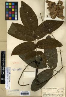 Type specimen at Edinburgh (E). Forrest, George: 1471. Barcode: E00275529.