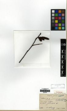 Type specimen at Edinburgh (E). Faurie, Urbain: 783. Barcode: E00275530.