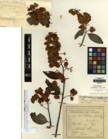 Type specimen at Edinburgh (E). Cavalerie, Pierre: 3316. Barcode: E00275536.