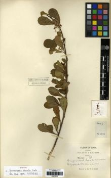 Type specimen at Edinburgh (E). Kerr, Arthur: 3047. Barcode: E00275538.