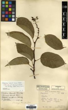 Type specimen at Edinburgh (E). Bodinier, Emile: 2287. Barcode: E00275544.