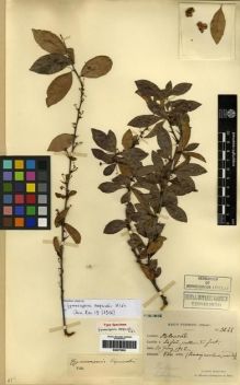 Type specimen at Edinburgh (E). Esquirol, Joseph: 3645. Barcode: E00275552.