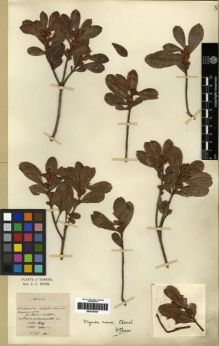 Type specimen at Edinburgh (E). Maire, Edouard-Ernest: . Barcode: E00275557.