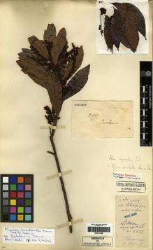 Type specimen at Edinburgh (E). Cavalerie, Pierre: 2697. Barcode: E00275558.
