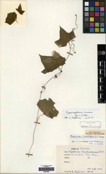 Type specimen at Edinburgh (E). Bodinier, Emile: . Barcode: E00275567.