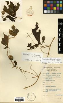 Type specimen at Edinburgh (E). Yu, Tse-tsun: 20394. Barcode: E00275569.