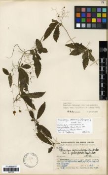 Type specimen at Edinburgh (E). Handel-Mazzetti, Heinrich: 5593. Barcode: E00275570.