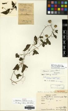 Type specimen at Edinburgh (E). Cavalerie, Pierre: 2482. Barcode: E00275582.
