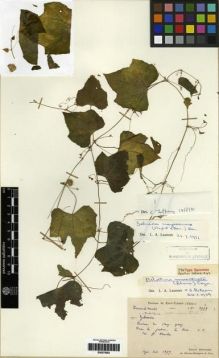 Type specimen at Edinburgh (E). Bodinier, Emile: 1957. Barcode: E00275583.