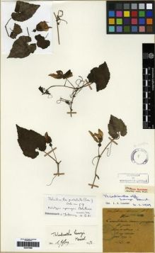 Type specimen at Edinburgh (E). Maire, Edouard-Ernest: . Barcode: E00275586.