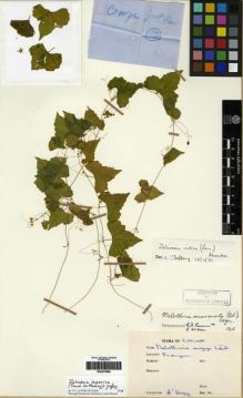 Type specimen at Edinburgh (E). d'Argy, Charles: . Barcode: E00275590.