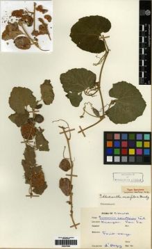 Type specimen at Edinburgh (E). d'Argy, Charles: . Barcode: E00275594.