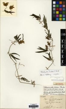 Type specimen at Edinburgh (E). Maire, Edouard-Ernest: . Barcode: E00275603.