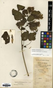 Type specimen at Edinburgh (E). Tsai, H.T.: 56272. Barcode: E00275605.
